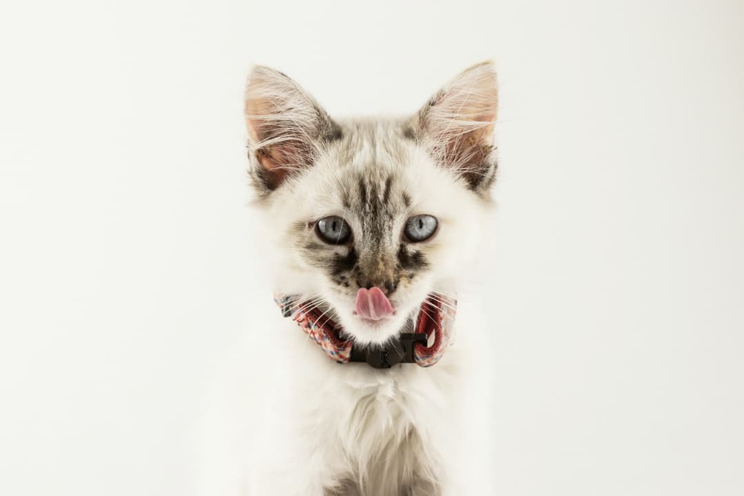 aline-de-nadai-UipsacuglmE-unsplash