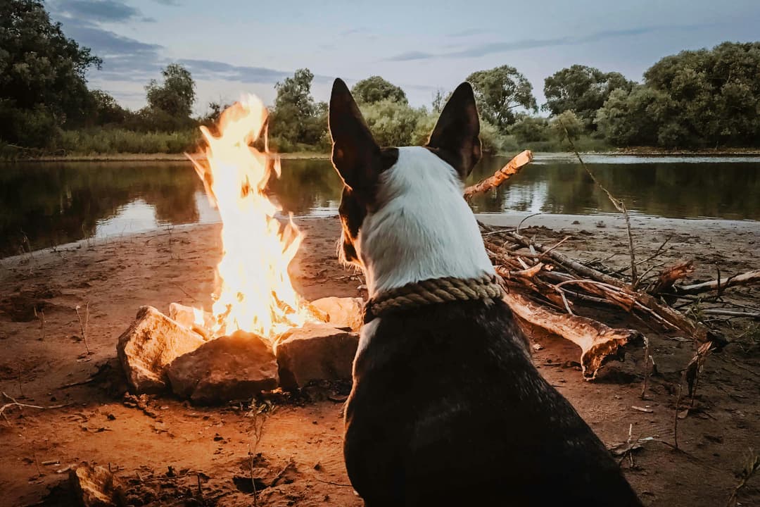Lägereld med en hund som tittar in i elden