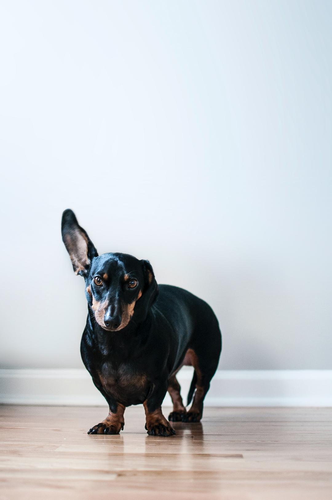 En hund som har ett öra upp. 