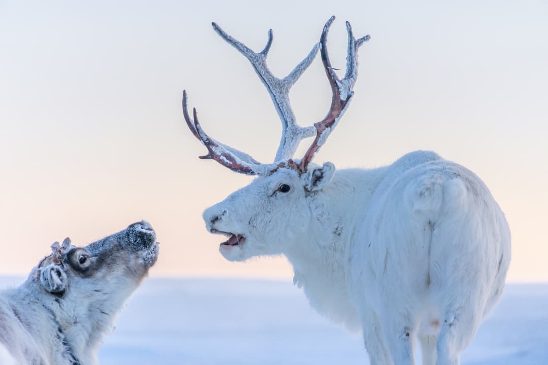 Två vita renar mot en snötäckt bakgrund