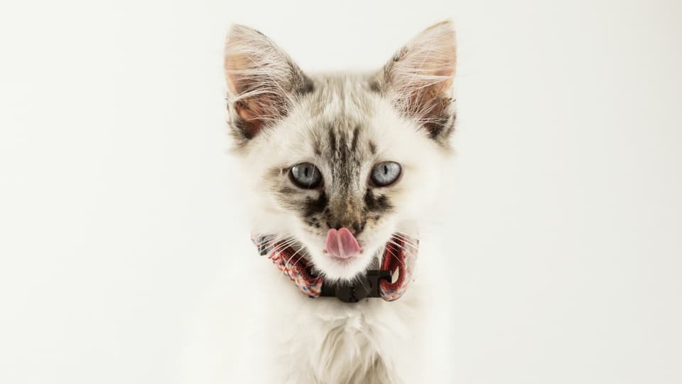 aline-de-nadai-UipsacuglmE-unsplash