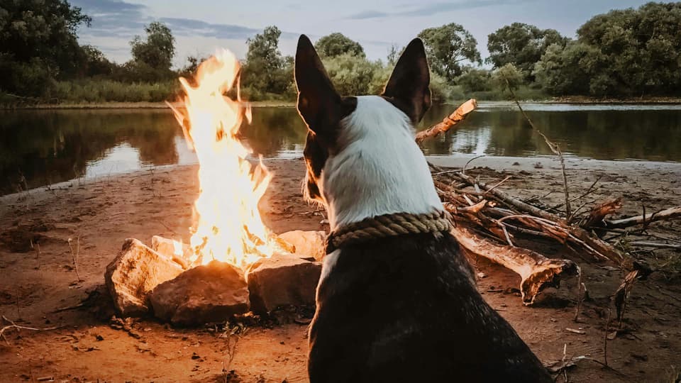 Lägereld med en hund som tittar in i elden