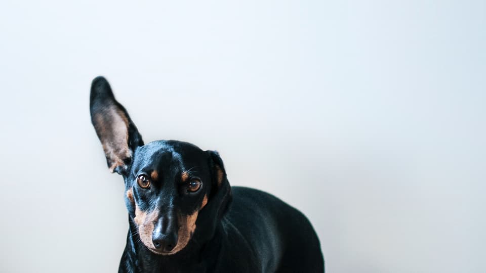 En hund som har ett öra upp. 