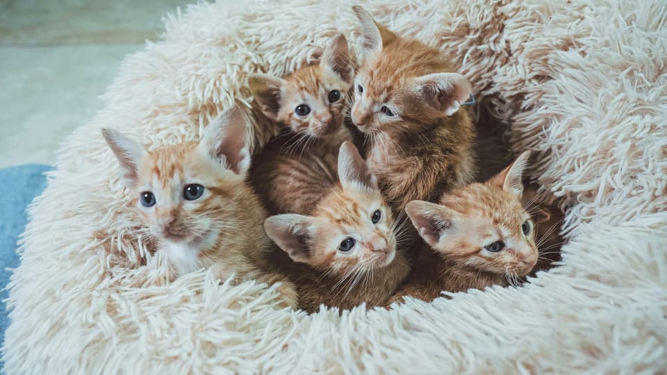 En grupp kattungar i en fluffig säng