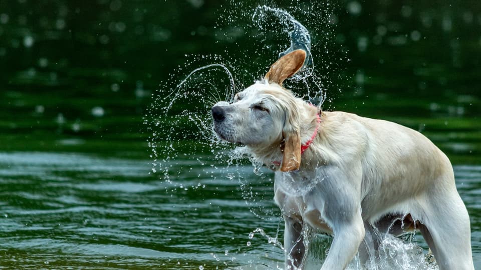 Hund som badar
