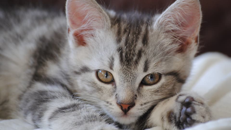 En kattunge